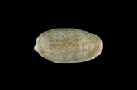 藏品(愛龍寶螺)的圖片